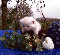 Desert Dance Scottish Fold Kater